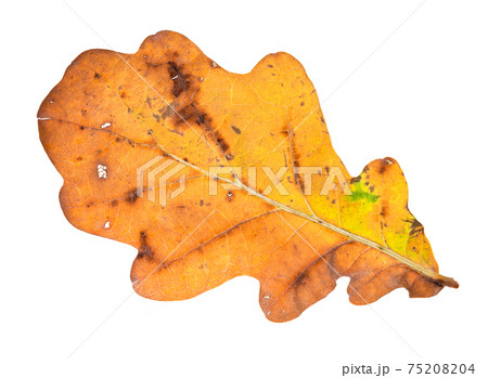 colour autumn oak leaf cutout on white 75208204