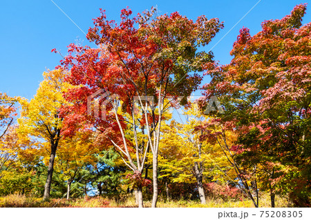 multi-colored maple trees in Namsan Park in Seoul 75208305