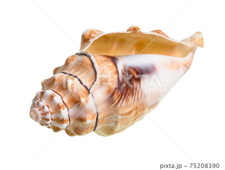 dried empty conch of sea snail cutout on white dried empty conch of sea snail cutout on white 75208390