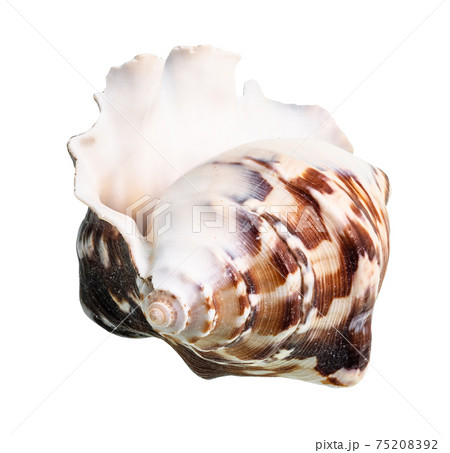 empty conch of dark brown muricidae mollusk cutout empty conch of dark brown muricidae mollusk cutout 75208392