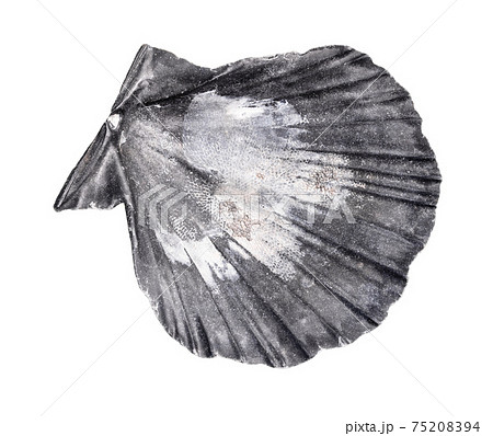 dried gray shell of escallop cutout on white dried gray shell of escallop cutout on white 75208394