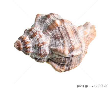 dried shell of whelk snail cutout on white 75208398