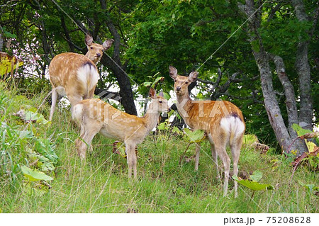 北海道　エゾシカ 75208628