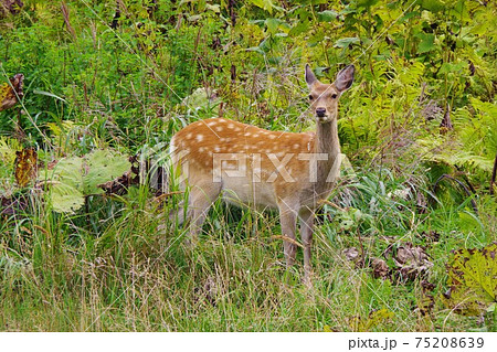 北海道 エゾシカ 北海道 エゾシカ 75208639