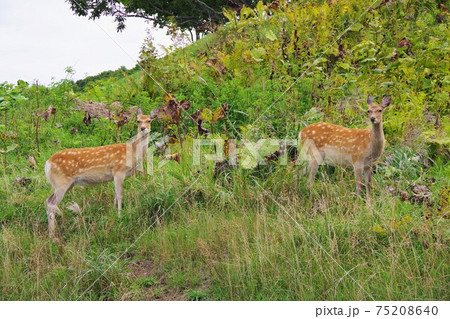 北海道 エゾシカ 北海道 エゾシカ 75208640
