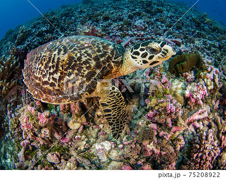 珊瑚礁の若いウミガメ(タイマイ) (ランギロア環礁、ツアモツ諸島、仏領ポリネシア) 珊瑚礁の若いウミガメ(タイマイ) (ランギロア環礁、ツアモツ諸島、仏領ポリネシア) 75208922