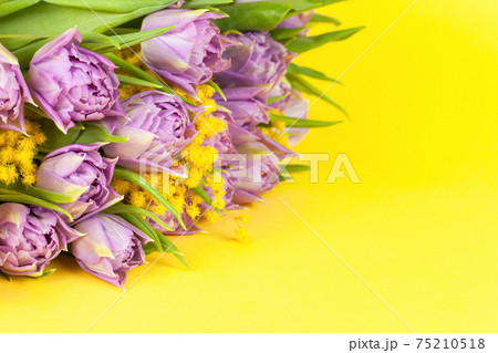 Bouquet of lilac Double Flag tulips and mimosas on yellow background, copy space, side view, closeup. March 8, February 14, birthday, Valentine's, Mother's, Women's day celebration, spring concept Bouquet of lilac Double Flag tulips and mimosas on yellow background, copy space, side view, closeup. March 8, February 14, birthday, Valentine's, Mother's, Women's day celebration, spring concept 75210518