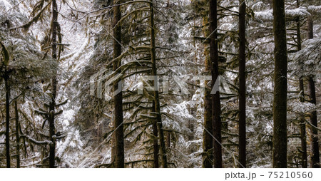 Beautiful Hiking Trail in the Forest 75210560