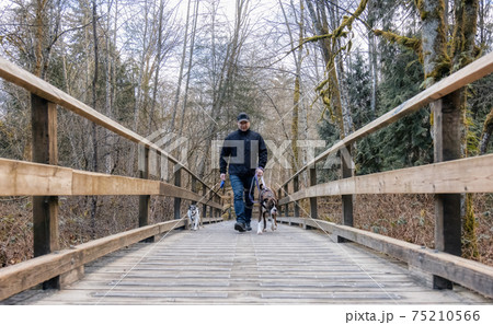 Man walking dogs on the hiking trail Man walking dogs on the hiking trail 75210566
