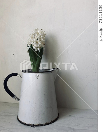 ヒヤシンス　ジャグ　水差し　白 75211156