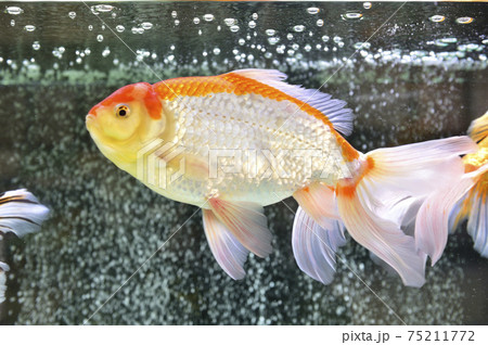 金魚 金魚 75211772