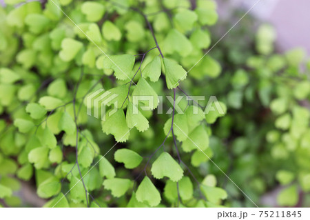 ハコネシダの葉 ハコネシダの葉 75211845