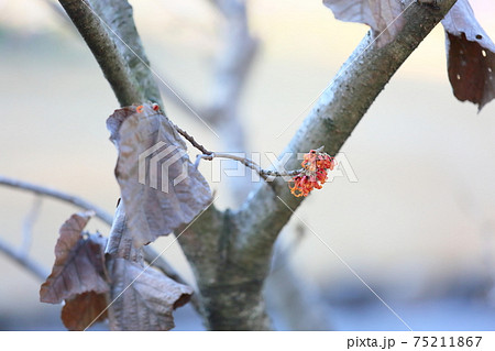 マンサクの花 75211867