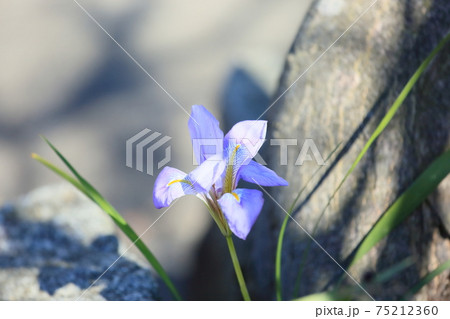 カンザキアヤメの花 75212360