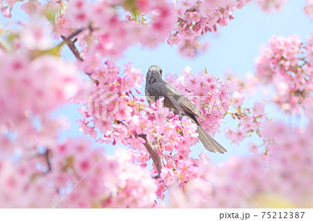 河津桜の花の中にとまる、後ろ姿の一羽の鳥 75212387