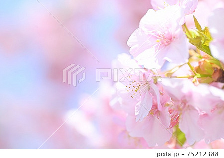 青空と桜を背景にした、柔らかい印象の河津桜 75212388