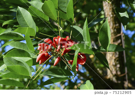 アメリカデイゴ 75212905