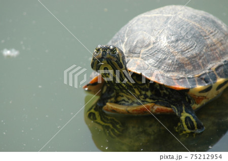 池のカメ 池のカメ 75212954