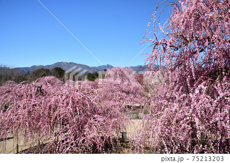鈴鹿の森庭園のしだれ梅(背後に鈴鹿山系) 75213203