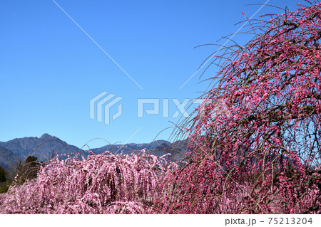 鈴鹿の森庭園のしだれ梅 鈴鹿の森庭園のしだれ梅 75213204