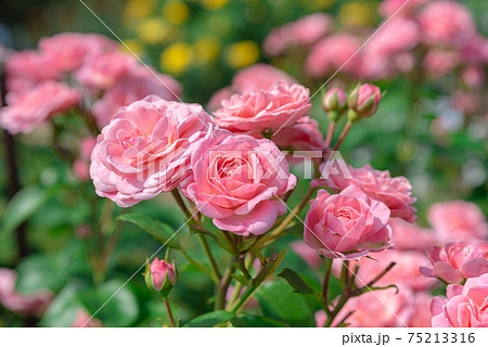 ピンクのバラ ピンクのバラ 75213316