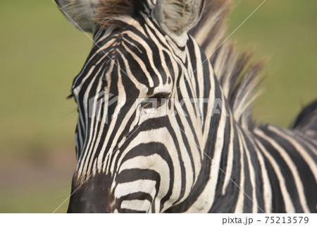 野生のシマウマ(アフリカ) 野生のシマウマ(アフリカ) 75213579