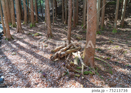 ザゼンソウ群生地(玉宮ザゼンソウ公園) ザゼンソウ群生地(玉宮ザゼンソウ公園) 75213736