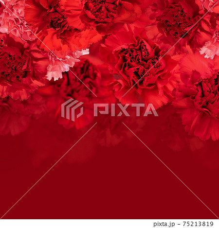 赤いカーネーションの背景素材 複数のバリエーションがありますのイラスト素材