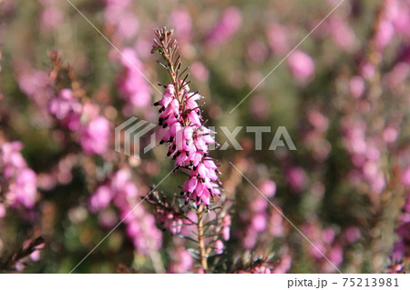 ピンクのヘザー エリカの花 ピンクのヘザー エリカの花 75213981