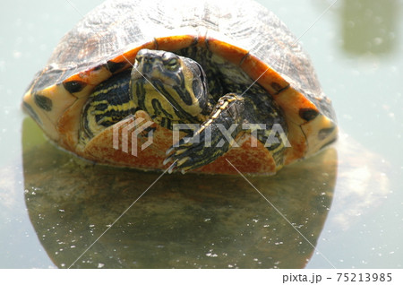 池のカメ 池のカメ 75213985