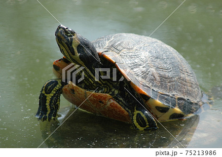 池のカメ 池のカメ 75213986