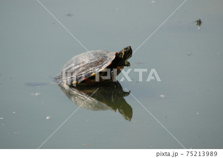 池のカメ 池のカメ 75213989