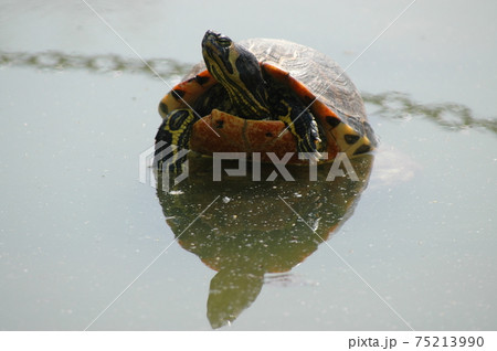 池のカメ 池のカメ 75213990