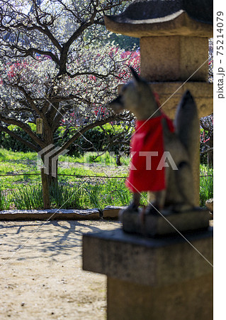 道明寺天満宮　梅香る満開の梅園 75214079