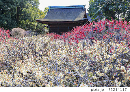 道明寺天満宮 梅香る満開の梅園 道明寺天満宮 梅香る満開の梅園 75214117