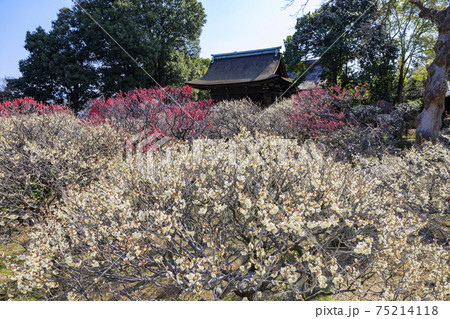道明寺天満宮 梅香る満開の梅園 道明寺天満宮 梅香る満開の梅園 75214118