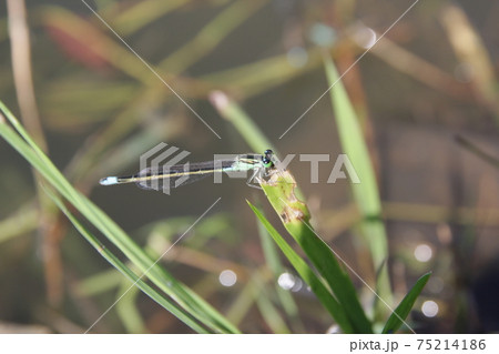 セスジイトトンボ 75214186