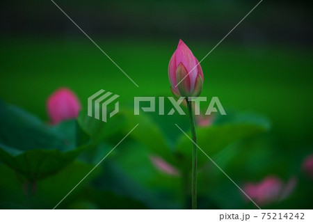 蓮の花 蓮の花 75214242