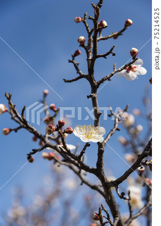 梅 木 万 75214525