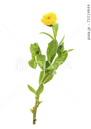 キンセンカ 75214644