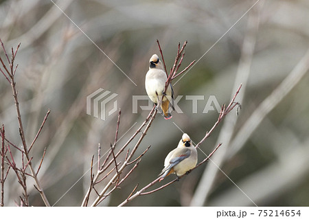 ヒレンジャク 75214654