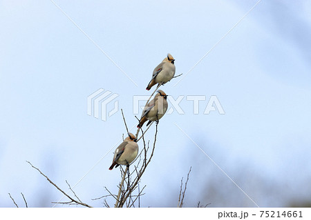 ヒレンジャク 75214661