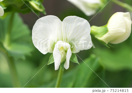 スナップエンドウの花 野菜の花 マクロ撮影の写真素材