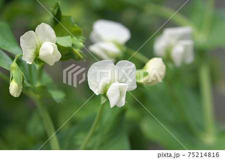 スナップエンドウの花　野菜の花　3月撮影 75214816