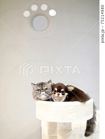 エキゾチックショートヘアとチワワ 75214980