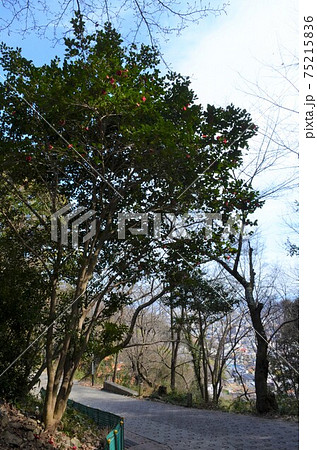 山麓の急坂 山麓の急坂 75215836