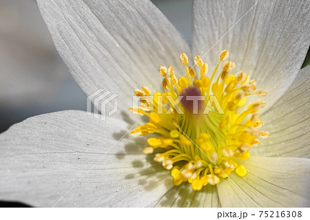 3月 調布892セイヨウオキナグサ(西洋翁草)・キンポウゲ科・京王フローラルガーデンアンジェ 3月 調布892セイヨウオキナグサ(西洋翁草)・キンポウゲ科・京王フローラルガーデンアンジェ 75216308