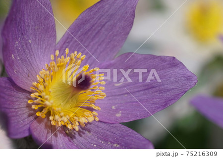 3月 調布889セイヨウオキナグサ(西洋翁草)・キンポウゲ科・京王フローラルガーデンアンジェ 3月 調布889セイヨウオキナグサ(西洋翁草)・キンポウゲ科・京王フローラルガーデンアンジェ 75216309