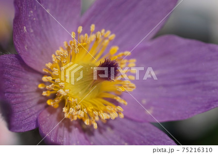 3月　調布890セイヨウオキナグサ(西洋翁草)･キンポウゲ科･京王フローラルガーデンアンジェ 75216310