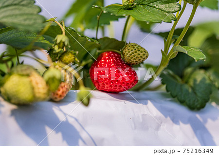 食べ頃になった、いちご狩り園のいちご 75216349